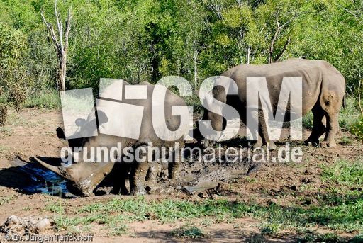 Breitmaulnashorn (15 von 28).jpg